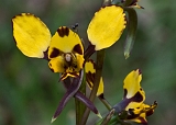 Diuris pardina Leopard orchid & Spider friend